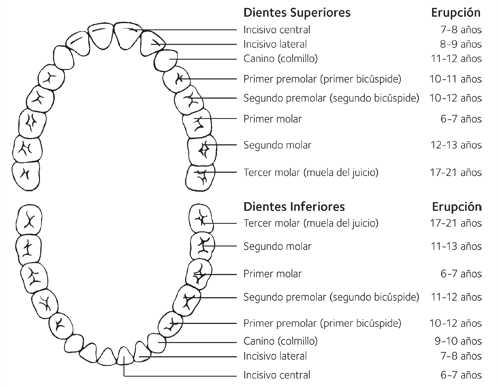 Dientes permanentes