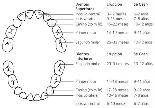 Dientes de leche